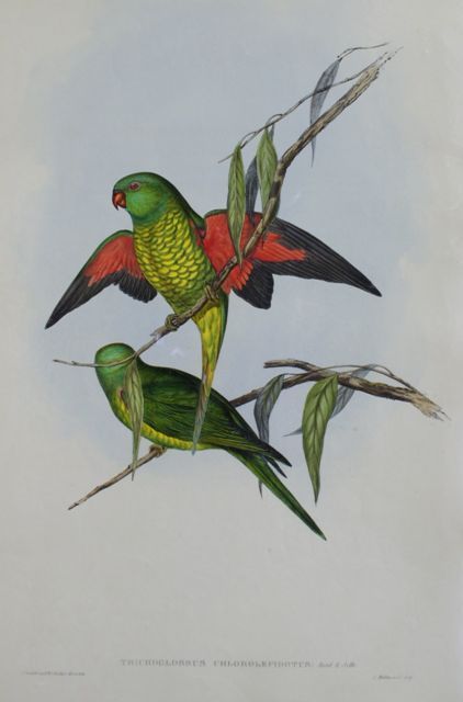 Appraisal: Scaly-breasted Lorikeet Trichoglossus Chlorolepidotus