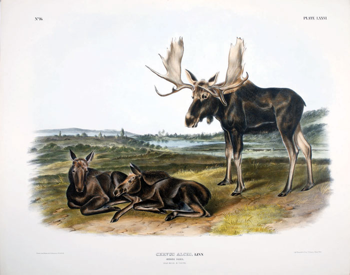 Appraisal: MOOSE DEER OLD MALE YOUNG NO PLATE LXXVI Drawn from