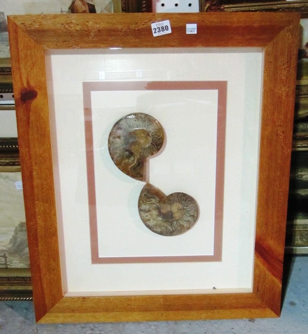 Appraisal: Two framed and glazed fossils