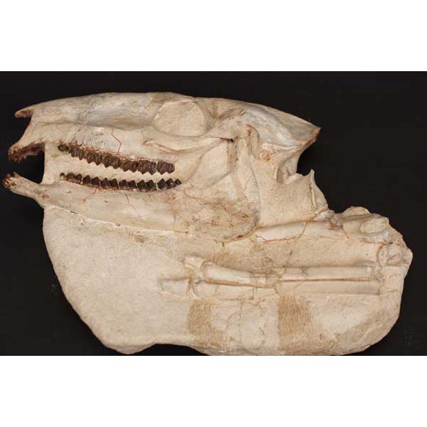 Appraisal: Miohippus Validus fossil Prehistoric Horse skull and partial skeleton Black