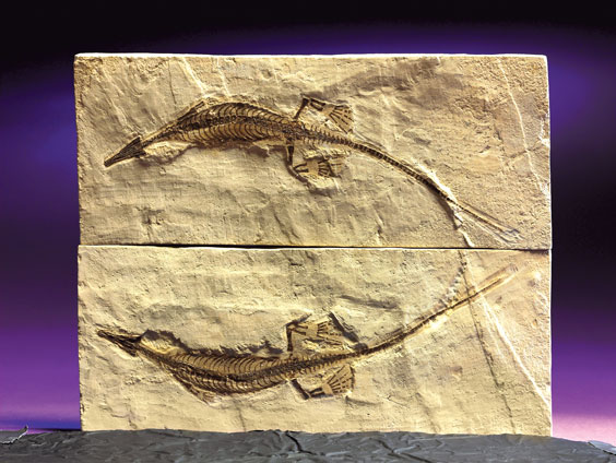 Appraisal: RARE MESOSAUR FOSSIL Mesosaurus braziliensis Permian Irati formation Brazil This