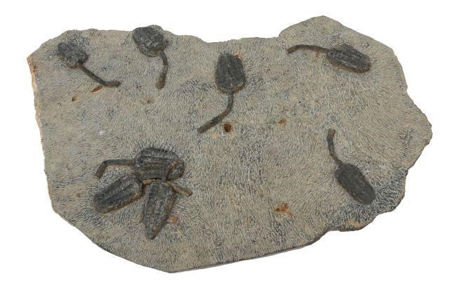 Appraisal: Fossil plate in stone matrix possibly Crinoids Sea Lilies embedded