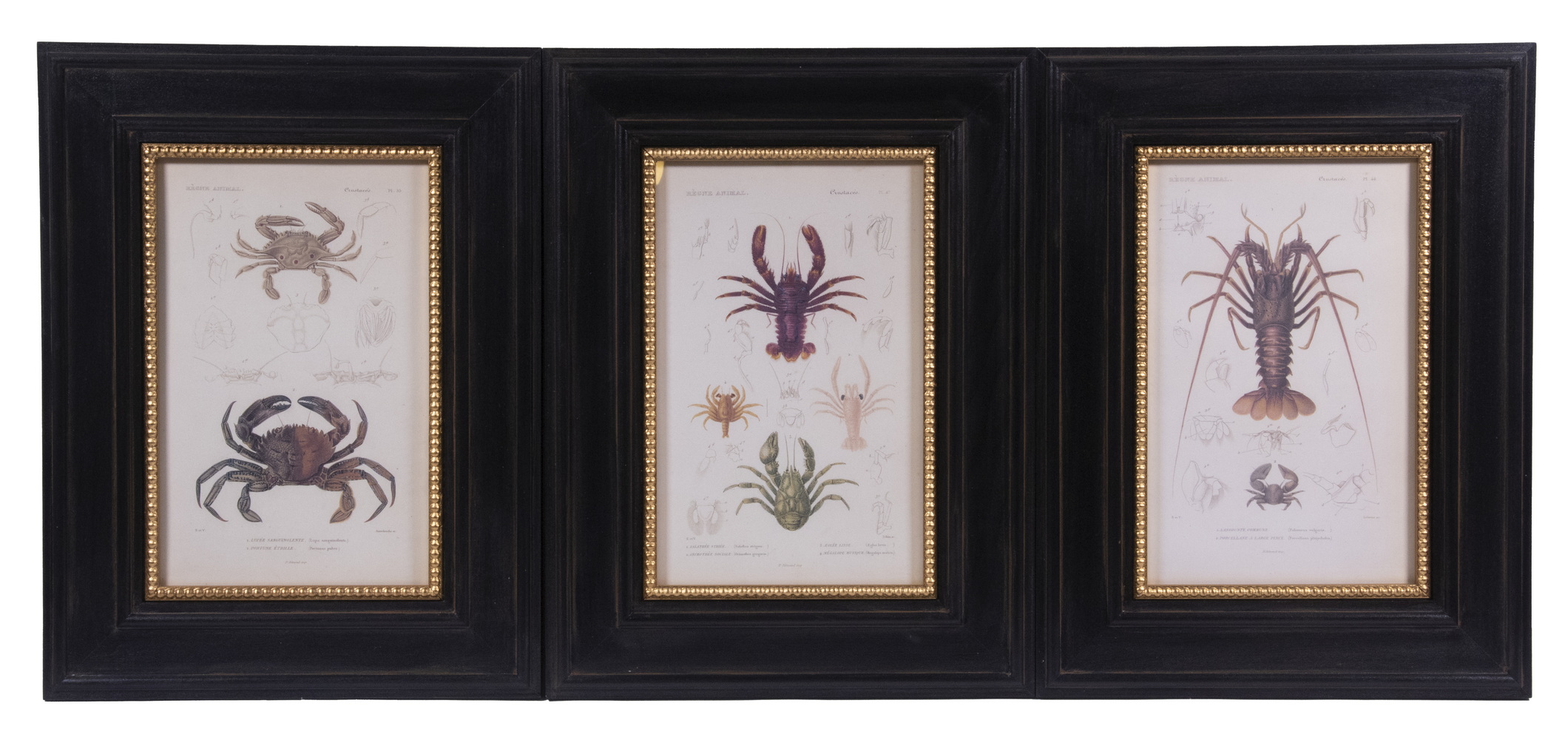 Appraisal: REPLICA PHOTOLITHO PRINTS OF CRUSTACEANS FRAMED Commercial prints after book