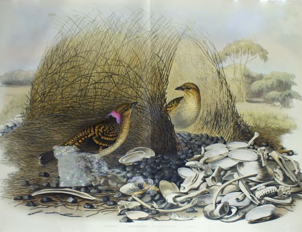 Appraisal: Spotted Bower-bird Chlamydera Maculata Lithograph by Elizabeth Gould Double-page plate