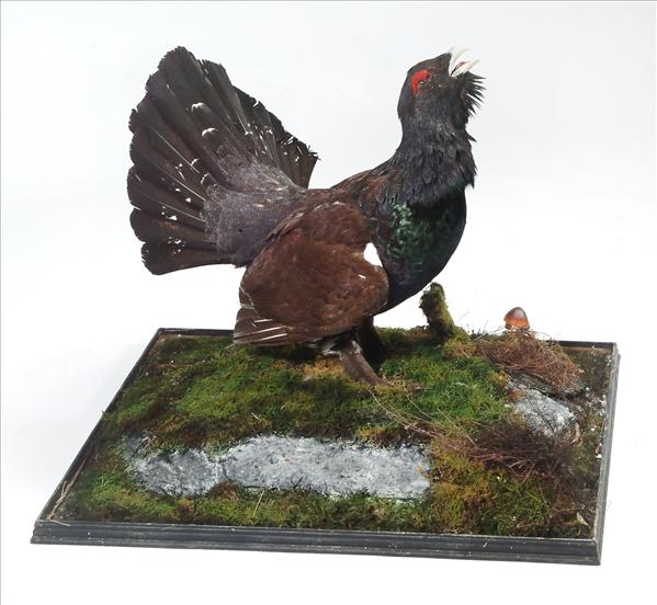 Appraisal: A capercaillie on naturalistically modelled base cm high overall see