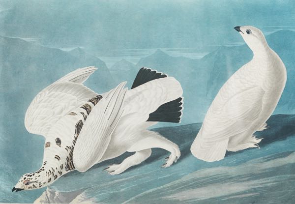 Appraisal: JOHN JAMES AUDUBON AMERICAN - x sheet size American Ptarmigan