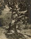 Appraisal: GEORGE H SEELEY - Group of Pictorialist photographs With large-format