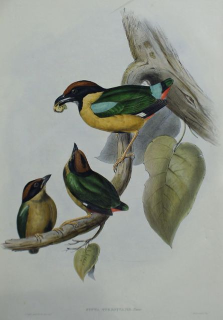 Appraisal: Noisy Pitta Pitta Strepitans