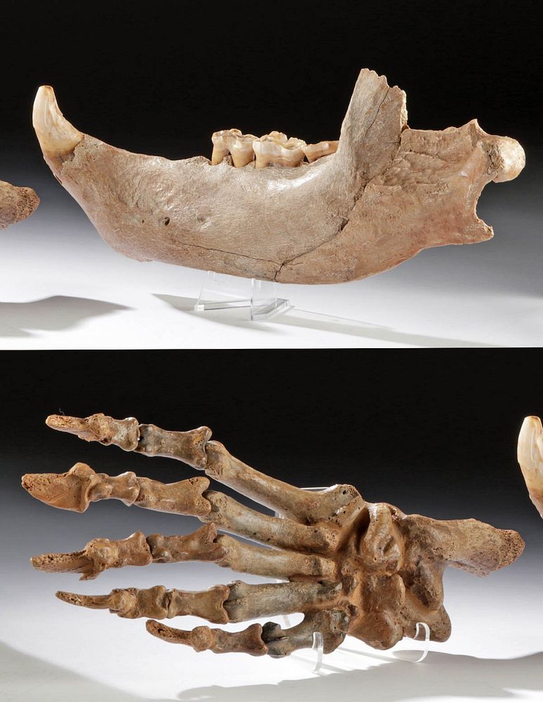 Appraisal: Fossilized Pleistocene Cave Bear Foot Mandible Originally Listed At Ancient