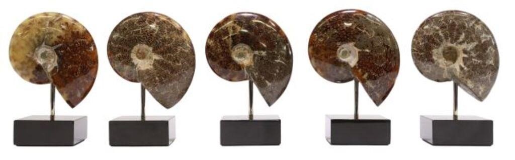 Appraisal: lot of Polished ammonite fossils Madagascar mounted on black marble