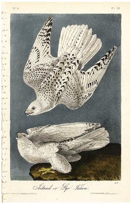 Appraisal: Ten Royal Octavo Audubon prints from Audubon's The Birds of