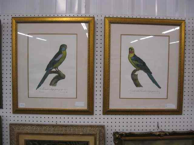 Appraisal: Pair of Bird Prints parrots gold coloring and beautifully framed