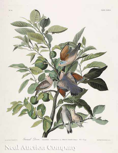 Appraisal: John James Audubon American - Ground Dove Plate CLXXXII from