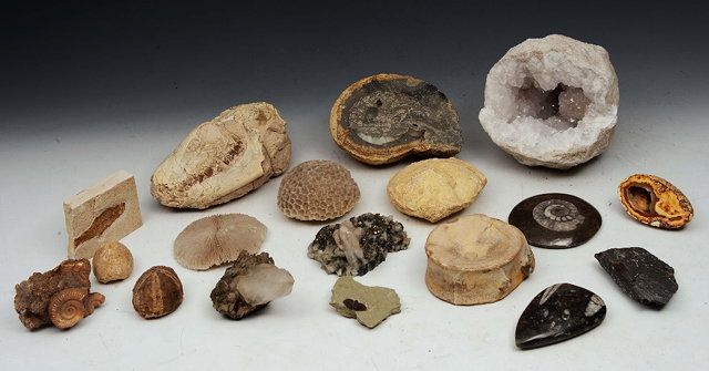 Appraisal: AN INTERESTING AND VARIED COLLECTION OF APPROXIMATELY FORTY FOSSILS AND