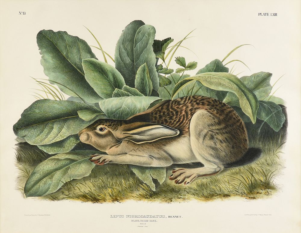 Appraisal: JOHN JAMES AUDUBON American - A LITHOGRAPH Lepus Nigricaudatus Bennet