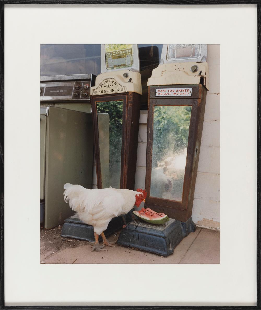 Appraisal: BARNEY ILMES MISSOURI B ROOSTER NEAR COLUMBUS MISSOURI CHROMOGENIC PRINT