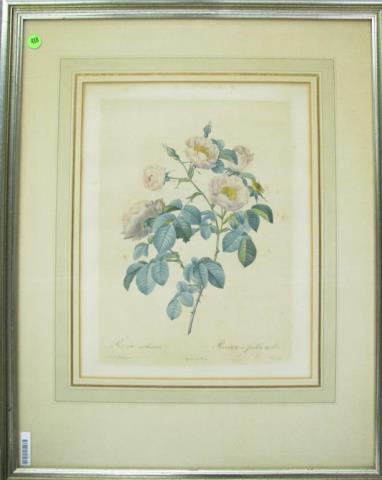 Appraisal: A vintage framed botanical print depicting roses size as framed