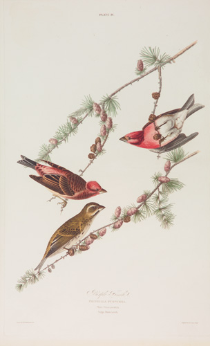 Appraisal: James W Audubon American - Purple Finch Hand-colored engraving with