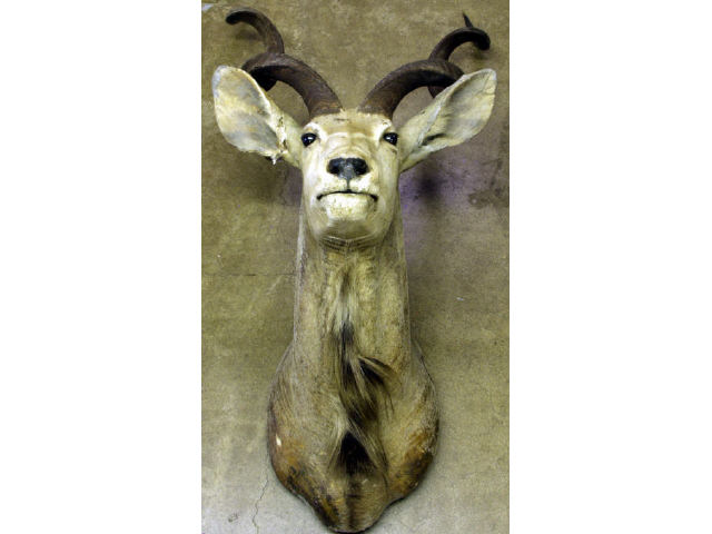 Appraisal: Kudu trophy mount with many repairs Estimate -