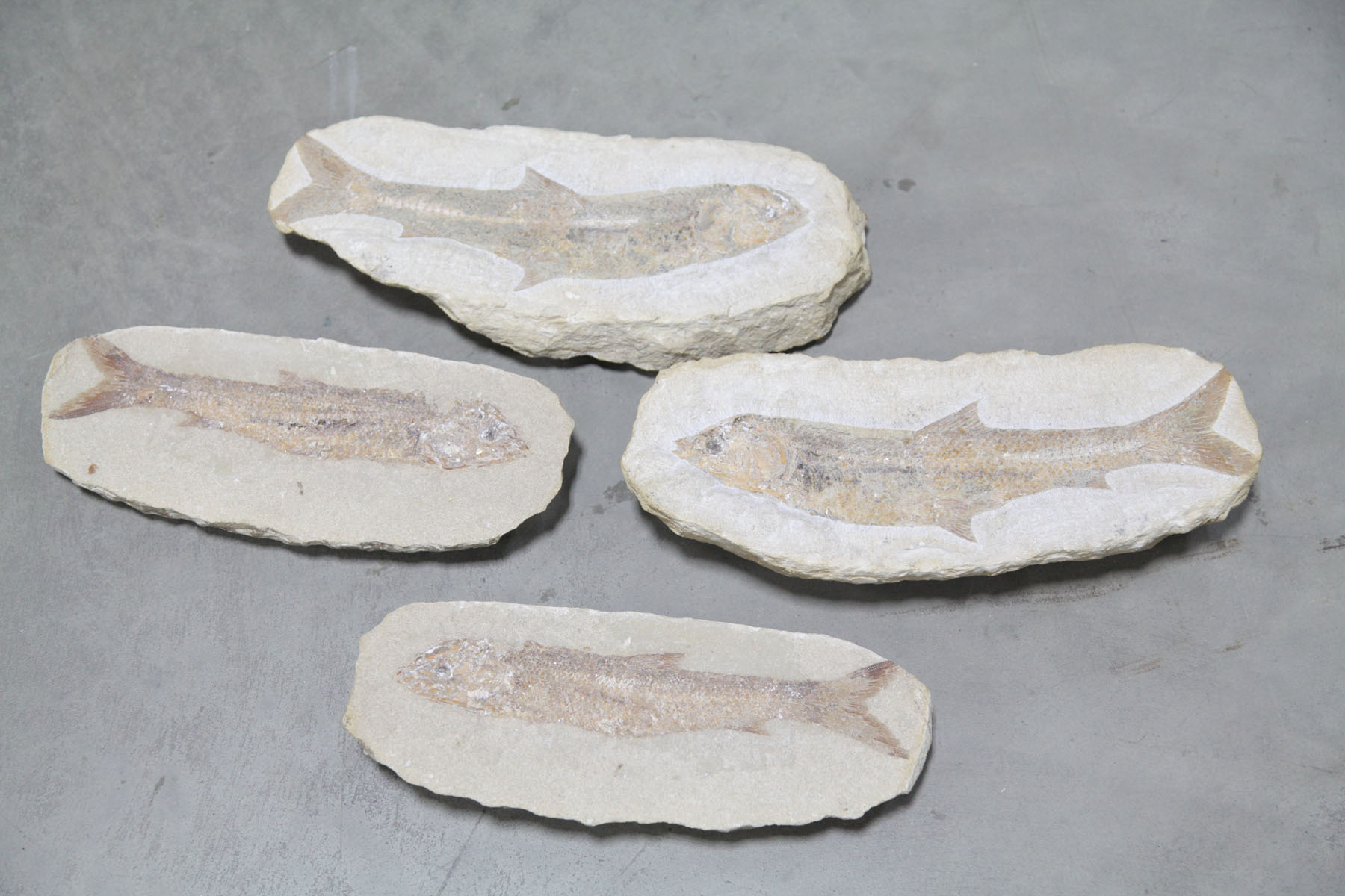 Appraisal: TWO FISH FOSSILS Most likely American in origin Two fish