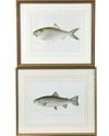 Appraisal: GROUP CHROMOLITHOS - Fish Portraits by Sherman Foote Denton NY