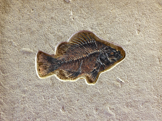 Appraisal: FOSSIL SUNFISH Priscacara serratta Eocene Green River Formation Lincoln County