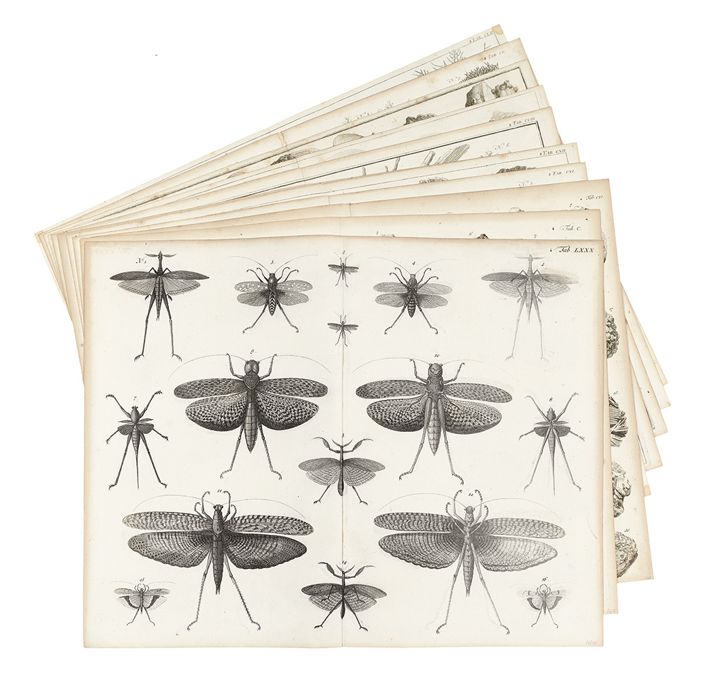 Appraisal: SEBA ALBERTUS Eleven double-page engraved plates featuring insects fungi and