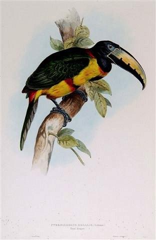 Appraisal: EDWARD LEARPteroglossus Regalis or later hand coloured lithograph published by