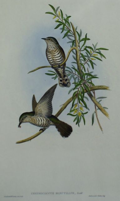 Appraisal: Little Cuckoo Chrysococcyx Minutillus