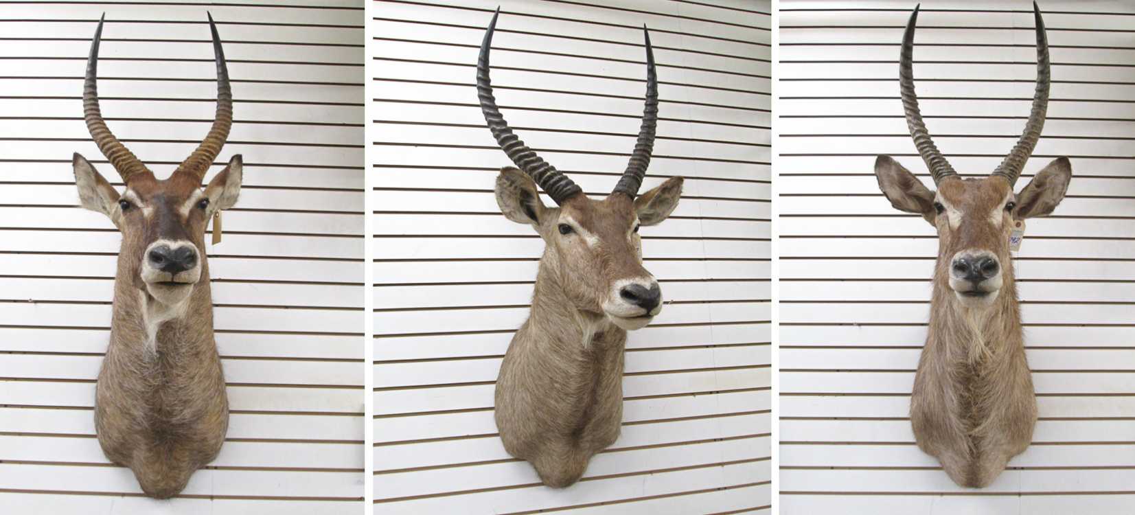 Appraisal: THREE AFRICAN WATERBUCK ANTELOPE TAXIDERMY MOUNTS two Ellipsen waterbucks and