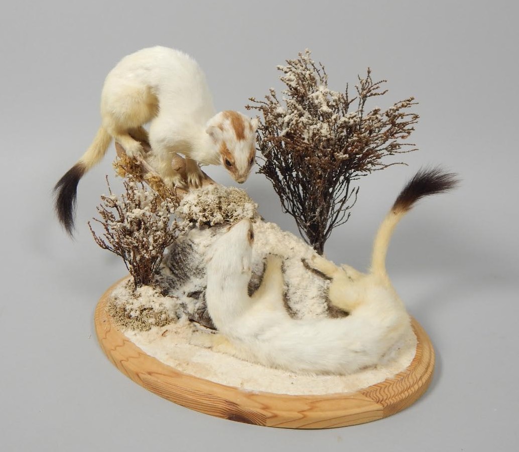 Appraisal: A pair of taxidermied stoats each mounted on a winter