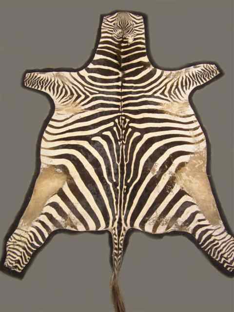 Appraisal: LARGE ZEBRA SKIN RUG Other Notes TPC