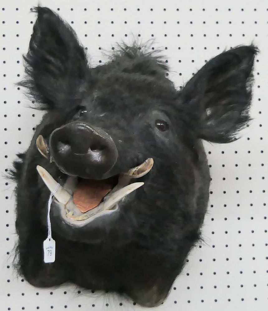 Appraisal: TAXIDERMY WILD BOAR'S HEAD WALL HANGING Taxidermy genuine wild boar's