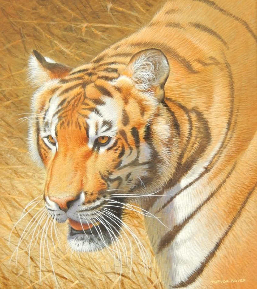 Appraisal: Trevor Boyer born Bengal tiger acrylic on paper cm x