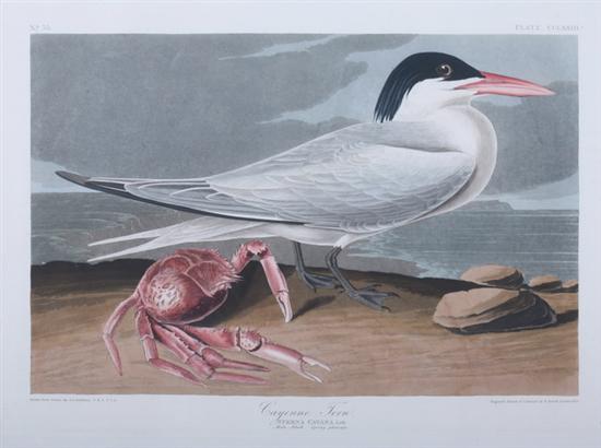 Appraisal: AFTER JOHN JAMES AUDUBON American - CAYENNE TERN Plate CCLXXIII