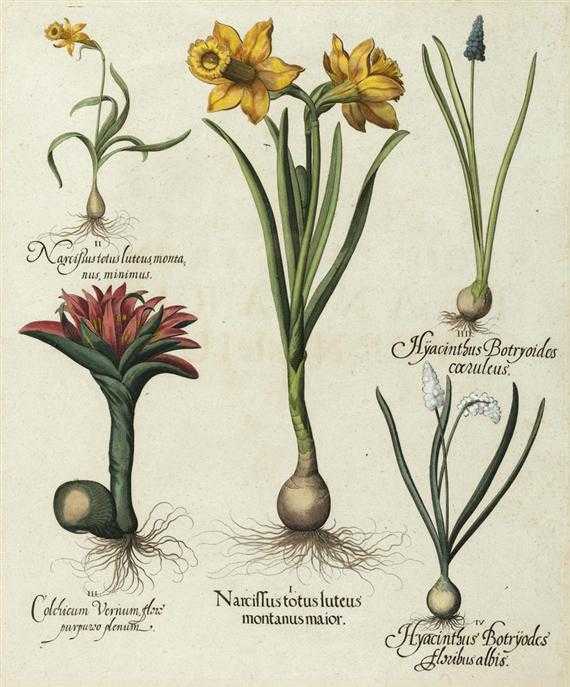 Appraisal: BOTANY -Besler Basilius circa after I Narcissus totus luteus montanus