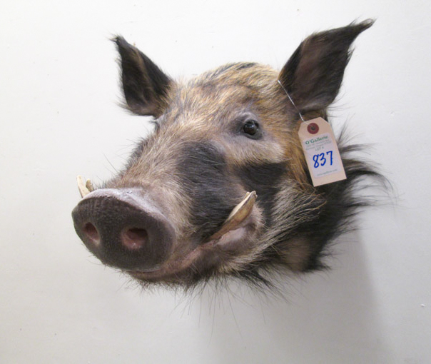 Appraisal: AFRICAN TAXIDERMY MOUNT bush pig head shoulder mount with tusks