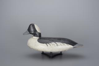 Appraisal: Bufflehead Drake Doug Jester Bufflehead Drake Doug Jester - Chincoteague