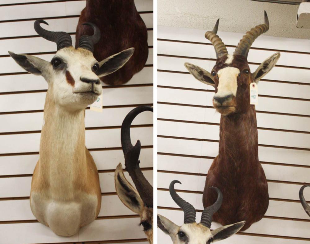 Appraisal: TWO AFRICAN ANTELOPE HEAD SHOULDER TAXIDERMY MOUNTS Blesbok reddish brown