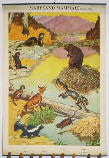 Appraisal: Maryland Mammals Summer Birds color litho posters one dated published