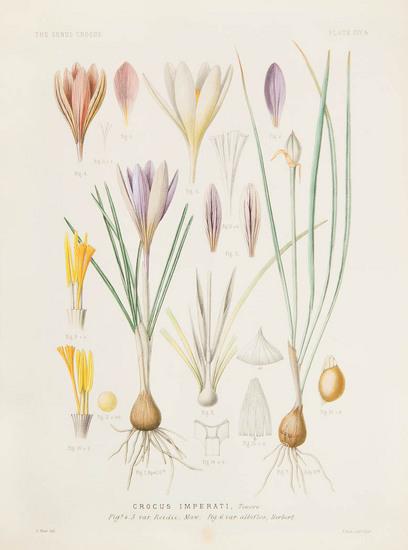 Appraisal: MAW George - A Monograph of the Genus Crocus London