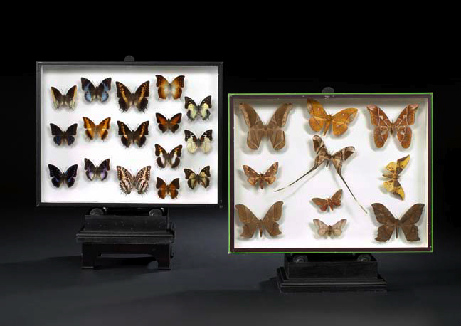 Appraisal: Pair of Framed Shadowboxes one containing sixteen butterfly specimens and