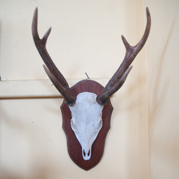 Appraisal: MOUNTED GOAT SCULL