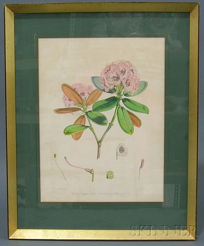 Appraisal: Four Framed Botanical Bookplate Lithographs mid to late th century