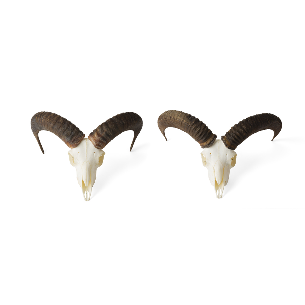 Appraisal: TAXIDERMY - NEAR PAIR OF MOUFLON SHEEP SKULLS OVIS ORIENTALIS