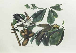 Appraisal: John James Audubon - Yellow-billed Cuckoo No Plate th c