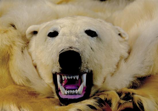 Appraisal: Polar bearskin rug full mounted head laid to fabric and