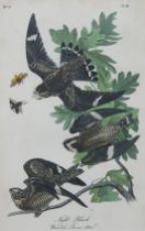 Appraisal: John James Audubon American - Night Hawk White Oak Lucvcus