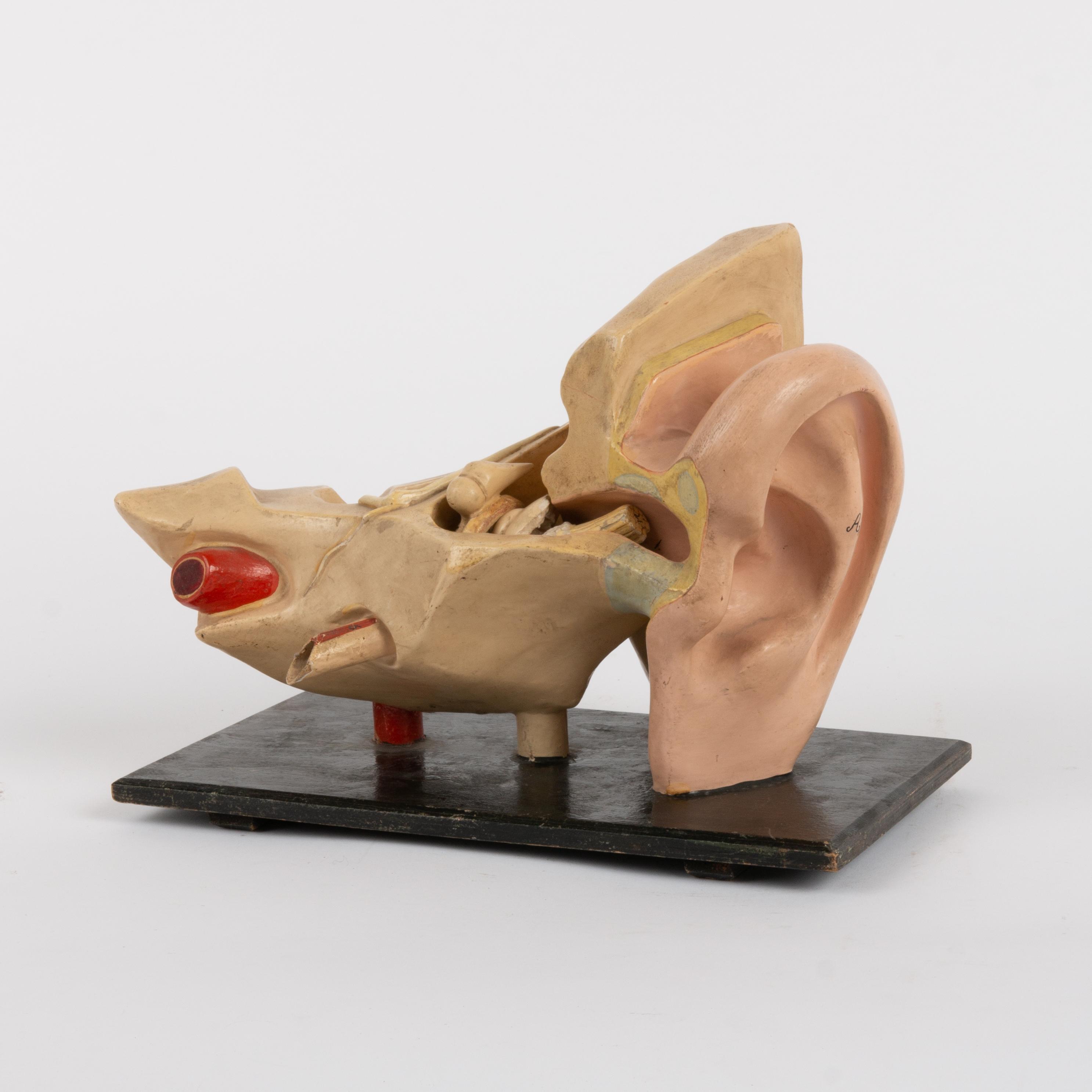 Appraisal: GERMAN SCIENTIFIC EAR MODEL A medical educational molded papier-mach model