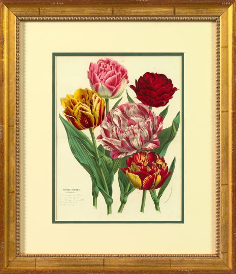 Appraisal: Horto Van Houtteano Belgian th Century Camellias Tulips and Roses